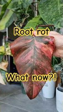 Root rot? Here’s what to do & how to save your plant using hydrogen peroxide 🌱 #plants