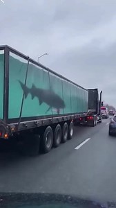 826K views · 1.1K reactions | Massive Shark Transport Causes Traffic...