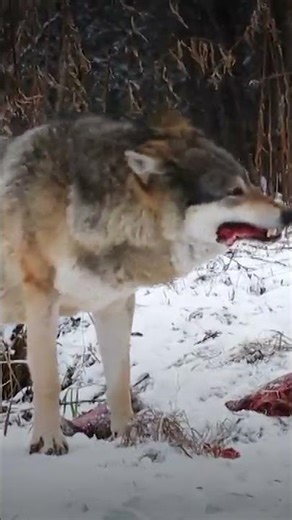 Surviving the Harsh Bulgarian Wild 🌲| Dual Survival S6 E4| Discovery Channel