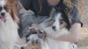 Woman, Dogs, Pets. Free Stock Video