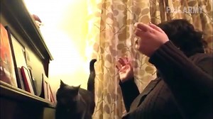 Funny Cat Fails Compilation    by FailArmy 2018