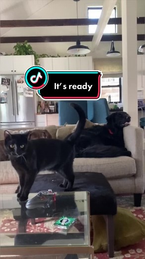 kennythecat on TikTok