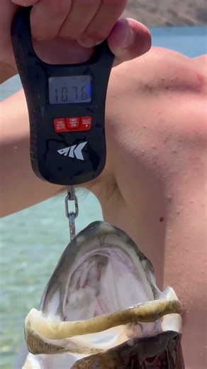 Giant Bass while soearfishing the colorado River #spearfishing #fishing #bassfishing #stripedbass