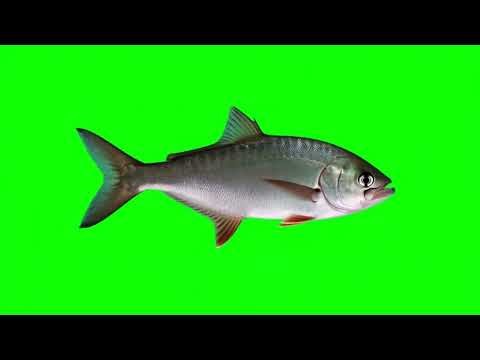 Swimming Fish Green Screen