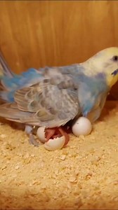 125K views · 3.6K reactions | The moment baby budgies hatch from their eggs. #budgie #birds #pets #budgies #everyone #nest #watch #parrots #petswatch #mobudgie #highlight | Mo Budgie | Facebook
