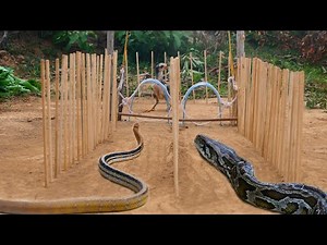 Easy Twin Snake Trap _ Creative DIY Snake Trap By Using Flat PVC & Rubber To Catch Big Snakes Work