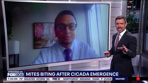 Have you been experiencing mysterious bug bites? These mites could be the culprit