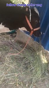 10K views · 134 reactions | 7889758452. Asalamualaikum hope all friends are fine 3rd lactation cow with hiefer 3 months old is looking for new home at RAFIABAD Baramulla. 1 months Ai injected 20 ltr milk capacity 14 ltr present Call him for more details 7889758452. #cows #post #viralvideochallenge Follow sheep seller ang For ADD PROMOTION CONTACT 77808 37312 Thanks to all brothers who support  ❤️   ♥️ | sheep seller ang | Facebook