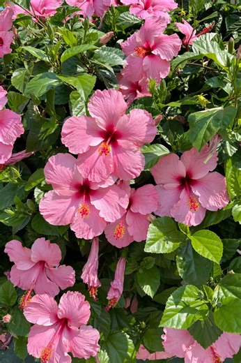 Discover New Adventures in Adopt Me Gameplay