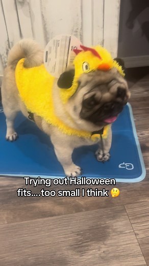 Chicken Costume Ideas for Halloween