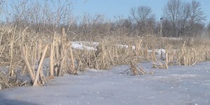 “Winter Kill” could cause major problems for Idaho farmers