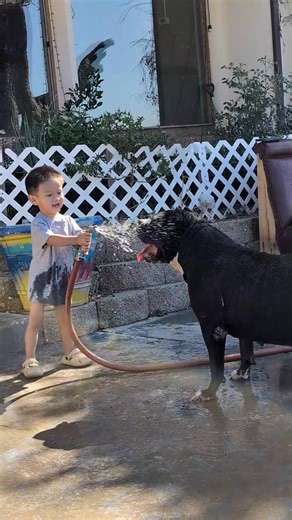 Number one dog on this mountain. Redbeard's daughter aka jetta | Redlionmaster Vietsharkbloodline