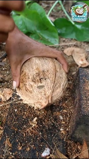 Rotating technique! Opening the coconut from its shell