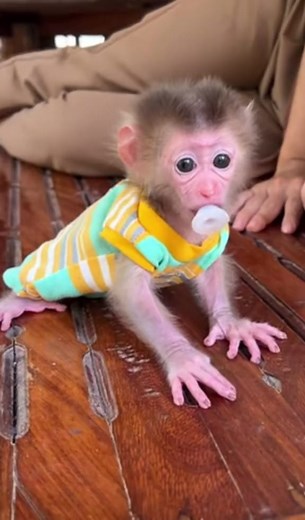 2K views · 74 reactions | #animalhome | Animal Home | Facebook