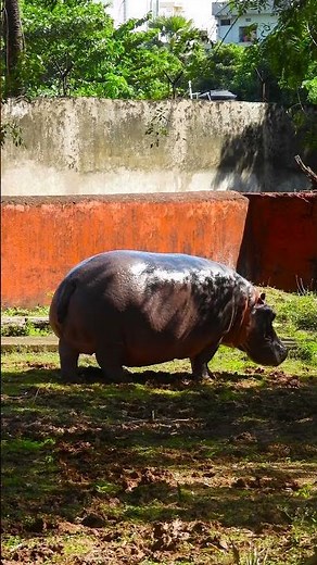 Hippo Predators and Prey: A Look at the Hippopotamus' Role in the Ecosystem