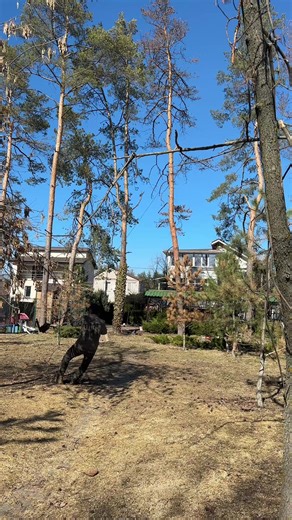 #обрізкасаду #ландшафтнийдизайн #сад