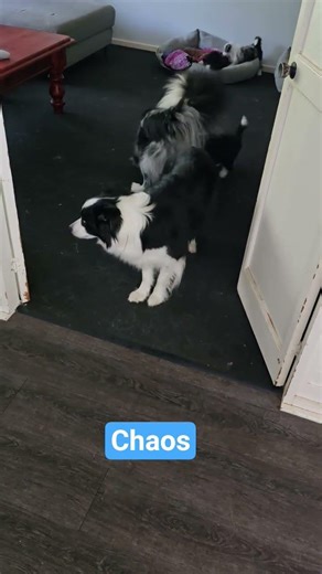 Chaos #puppy #petsrule #cuteanimal #cutepet #cute #cutepuppy