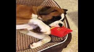 140K views · 697 reactions | Boxer puppies funny moments. :D <3 | I Love Boxer Dogs | Facebook