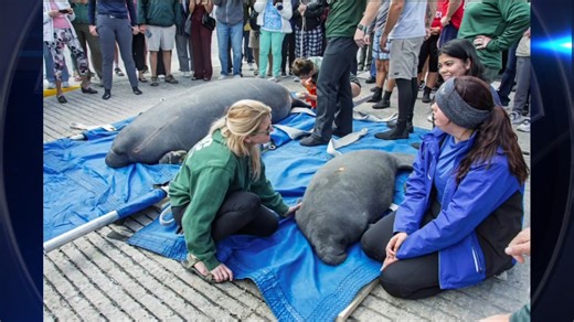 Manatee, baby calf released back into the wild in Key Largo after being treated at SeaWorld Orlando - WSVN 7News | Miami News, Weather, Sports | Fort Lauderdale