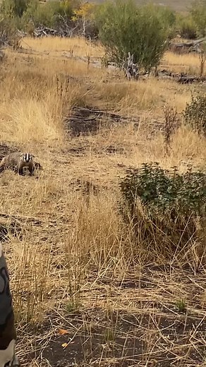 Encountering a Fearless Honey Badger on an Elk Hunt