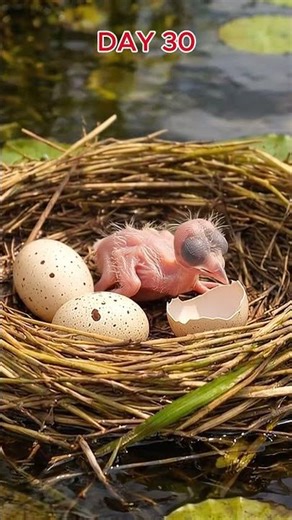 Jacana Bird: 80 Days From Egg To Surviva #birds #nest #wildlife