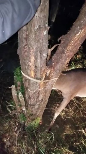 Rescuing Deer with Chainsaw