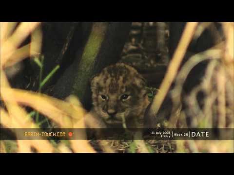 Rare HD video of newborn lion cubs