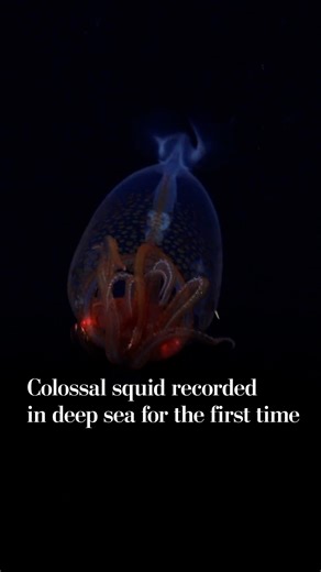 Colossal squid recorded in deep sea for the first time