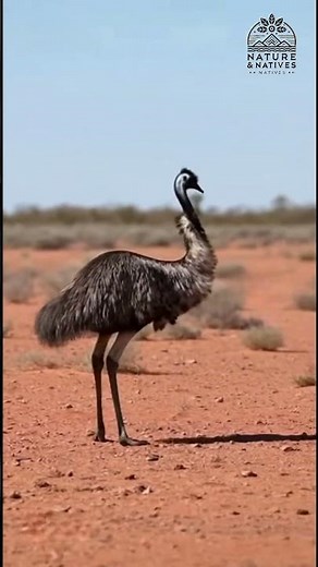 Don't Mess With an Emu! BRUTAL KICK Defense ⚠️ #shortsfeed #wildanimals