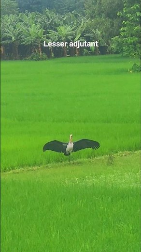 Lesser adjutant