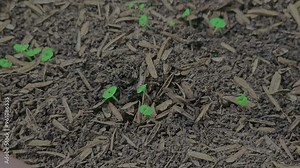 Growth of sweet basil plants, care for sweet basil seedlings, tips for gardening at home. Stock Video