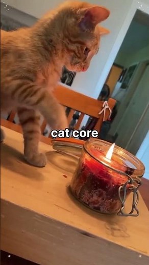 So funny red cats❤️😂 #shorts #cat #funnycats #funny #cute #memes #catmemes