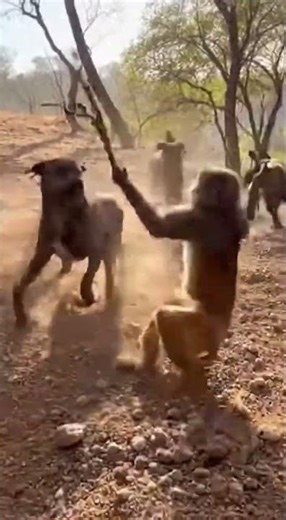 🐒 Kungfu Monkey Master! Watch This Clever Monkey Use a Stick to Defend Dogs! #Monkey #Dog #Stick