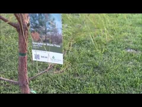 How flex seal saved my tree