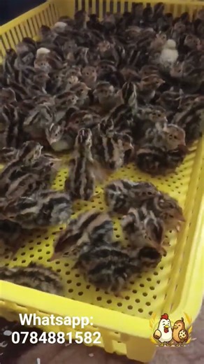 Listen to the cute sounds of day-old quail chicks! 🐥 #buttonquail #backyardchickens #duckfarm #baby