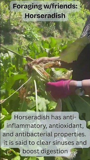 Foraging Horseradish