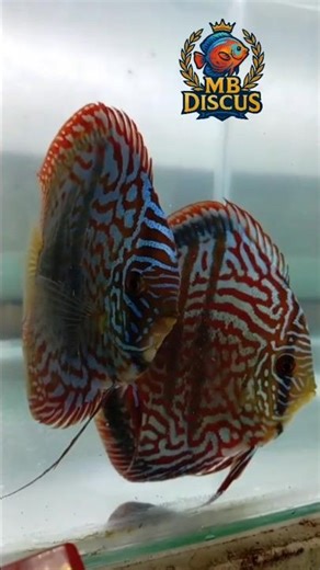 discus fish breeding 🥰 😋 😍#fish #aquarium #acuario #pez