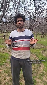 570K views · 5.4K reactions | King of traditional orchards Mr.owais Ah khan applying fertilizer dosage in his own orchard . #Sàĥìɓ_ìmŕàn | The Kashmir horticulture | Facebook