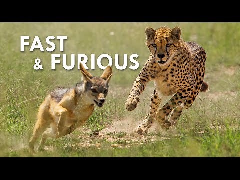 Cheetah: 0 to 100 km/h in 3 Strides and 3 Seconds