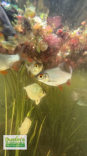 Tilapia - Tinfoil Barbs - Silver Dollars - Eating Duckweed from around the Red Root Floaters! These are great and beautiful fish. Grab yourself some Red Root Floaters while we have them in stock! Shop Now! TANK ON! 👇 Red Root Floater (Wow Floating Plant) Phyllanthus Fluitans 👇 https://dustinsfishtanks.com/products/red-root-floater-wow-floating-plant-phyllanthus-fluitans Follow us! @DustinsFishTanks https://linktr.ee/dustinsfishtanks #tilapia #tinfoilbarb #silverdollar #fish #aquariumfish #fres