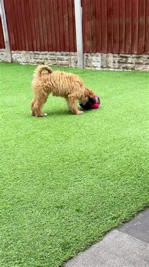 Dottie with her new treat toy kept her occupied for ages #puppylove #dogsoftiktok #funnydogs #puppies