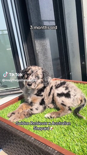 Golden Retriever x Australian Shepherd Growing Up Milestones