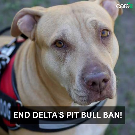 Starting July 10th, 2018, Delta Airlines banned pit bulls – or dogs they perceive to be pit bulls – from boarding their aircrafts, even if they are service or emotional support animals. This ban is unfair, discriminatory, and forces passengers to make a tough decision. | Care2