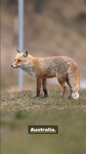 The Red Fox: Apex of the Wild | 4K Wildlife Documentary