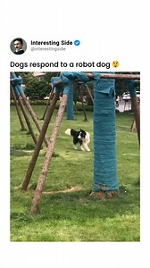 This video likely captures the reactions of dogs encountering a robot dog. The dogs' responses may vary from curiosity and playfulness to confusion or even cautiousness. This interaction highlights the evolving relationship between animals and technology, raising questions about how animals perceive and interact with artificial counterparts. It also provides insights into animal behavior and social dynamics. Let's appreciate the fascinating interactions between animals and technology and the ins
