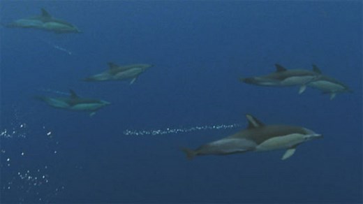 High-speed dolphins