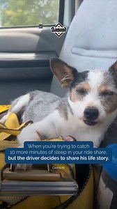 131K views · 2K reactions | Immediate 1-star review.   | Diamond Pet Foods | Facebook