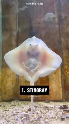 10 Animals You’ve Never Seen as Babies 😍 #shorts