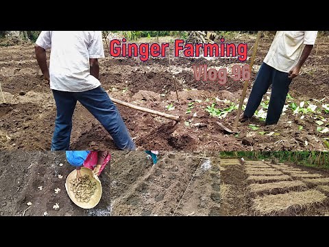 Ginger Crop Cultivation | Ginger Farming Guide | How is ginger farmed | Ginger Agriculture