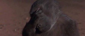 30K views · 258 reactions | Animals in Africa get drunk by eating ripe Marula fruit watch more video: https://goo.gl/kQM1L6 | Daily Buzz | Facebook